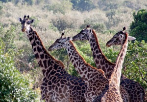 Giraffes on the Maasai Mara