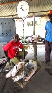 Day catch of Nile Perch. These four fish weighed 38.5 kg.