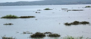 Water hyacinth floating on the lake.