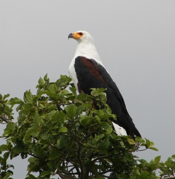 African Fish Eagle