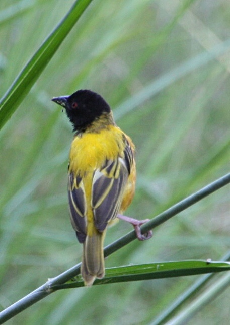 Yellow-backed weaver
