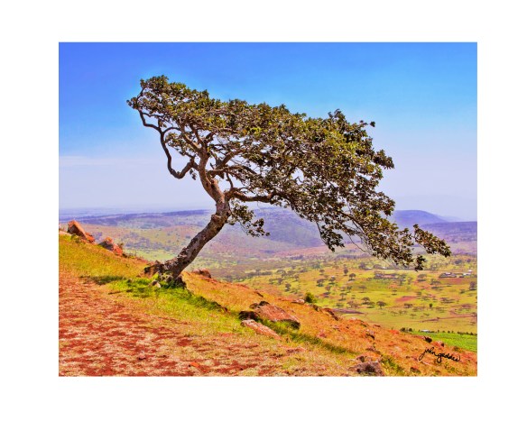 Baridi tree 2 HDR_f5