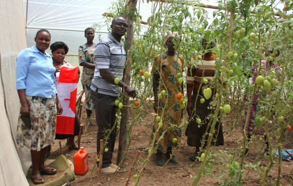 Executive members of the NIWG show off the tomatoes that are growing in their greenhouse, thanks to the availability of water from the CanAssist water tank.  This is both providing nourishment and income for the group and they report feeling somewhat liberated by this project.