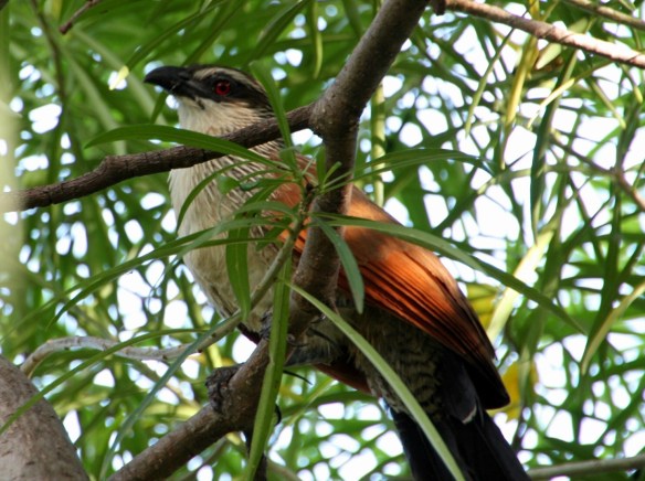White-browned Coucal