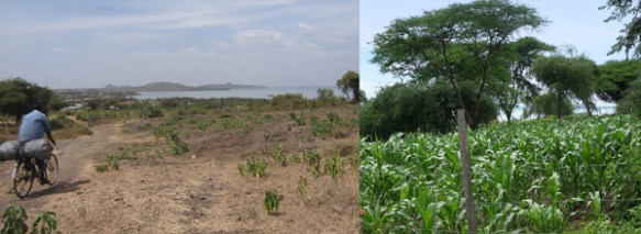 The Oasis of Hope garden in February 2012 and April 2013. Seeds that flourished.