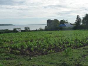 The thriving school farm - CAART funded