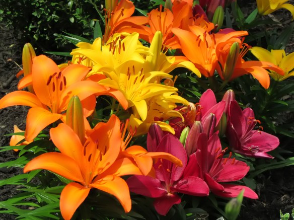 Lilies F_filtered