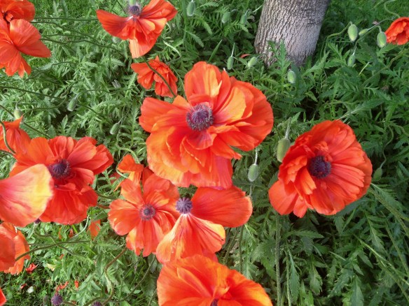Oriental poppy