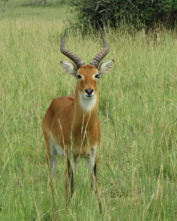 Ugandan Kob