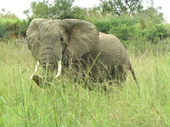 Elephant at Murchison Park