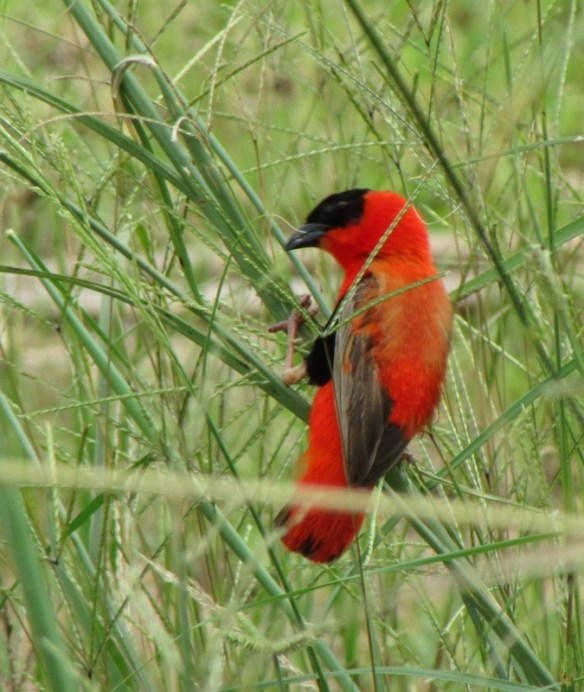Northern Red Bishop