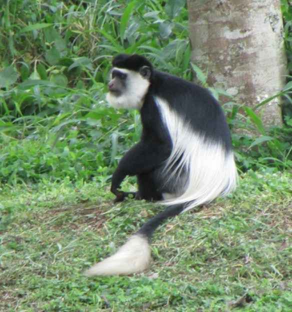 Black and white Colobus monkey in Kibale Forest.