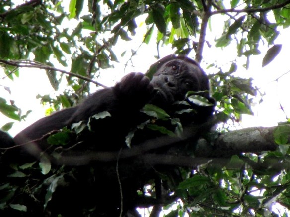 Chimp in Kibale Forest
