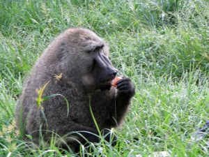 On our first morning in a cabin by Kibale Forest,this big baboon boldly came in through our back door and grabbed  bag containing a dozen eggs.  Our breakfast became his.