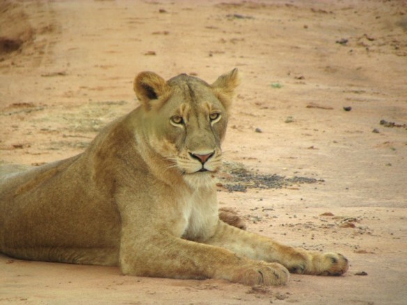 Young female lion in Murchison Park