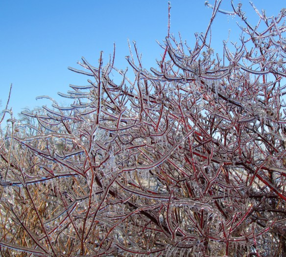 Icy Branches