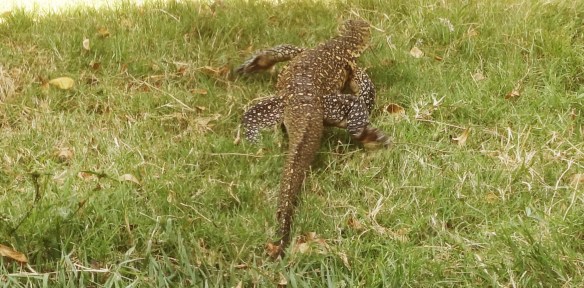 While I was writing this post I heard a rustle outside my door  and looked up to see this 3 ft long monitor lizard who had come to say goodbye.  The first time I saw one of these I thought I was hallucinating.