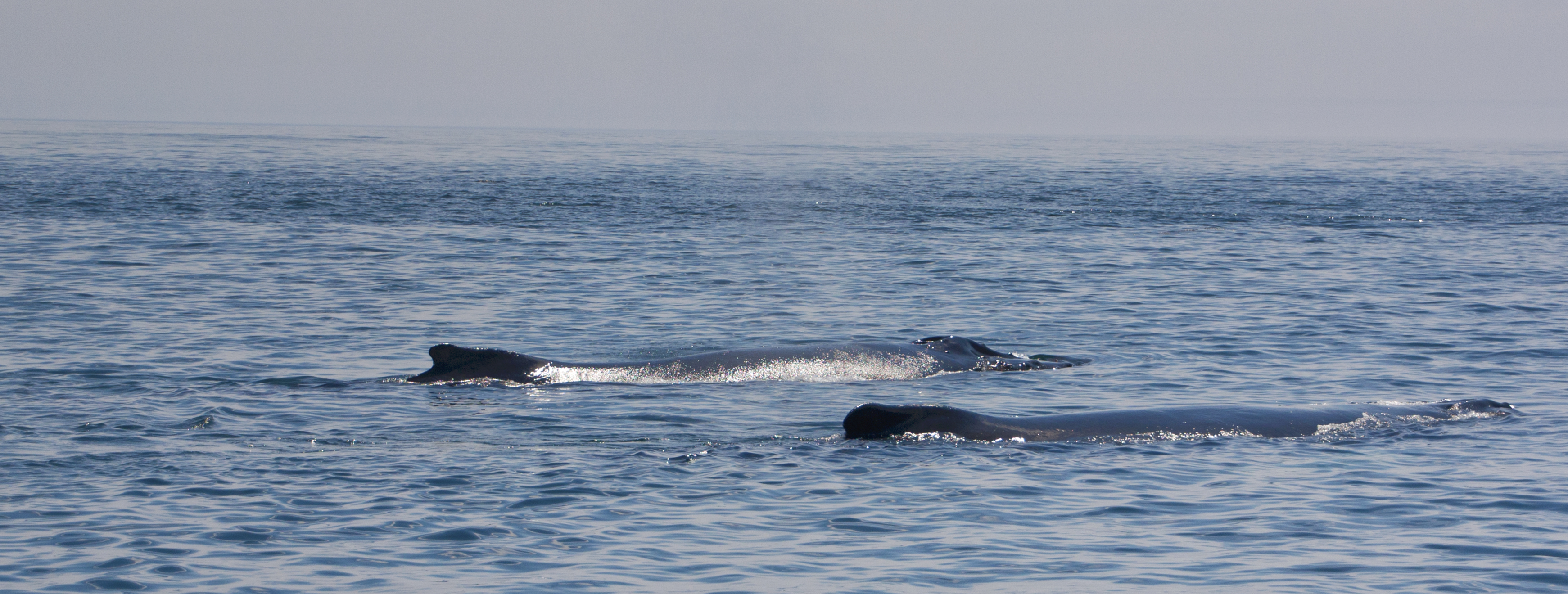 Two whales.jpg
